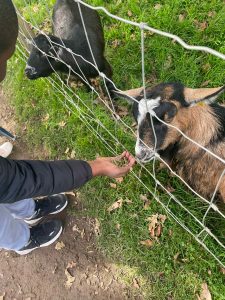 Child feeding goat.